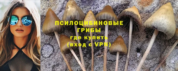 крисы Новозыбков